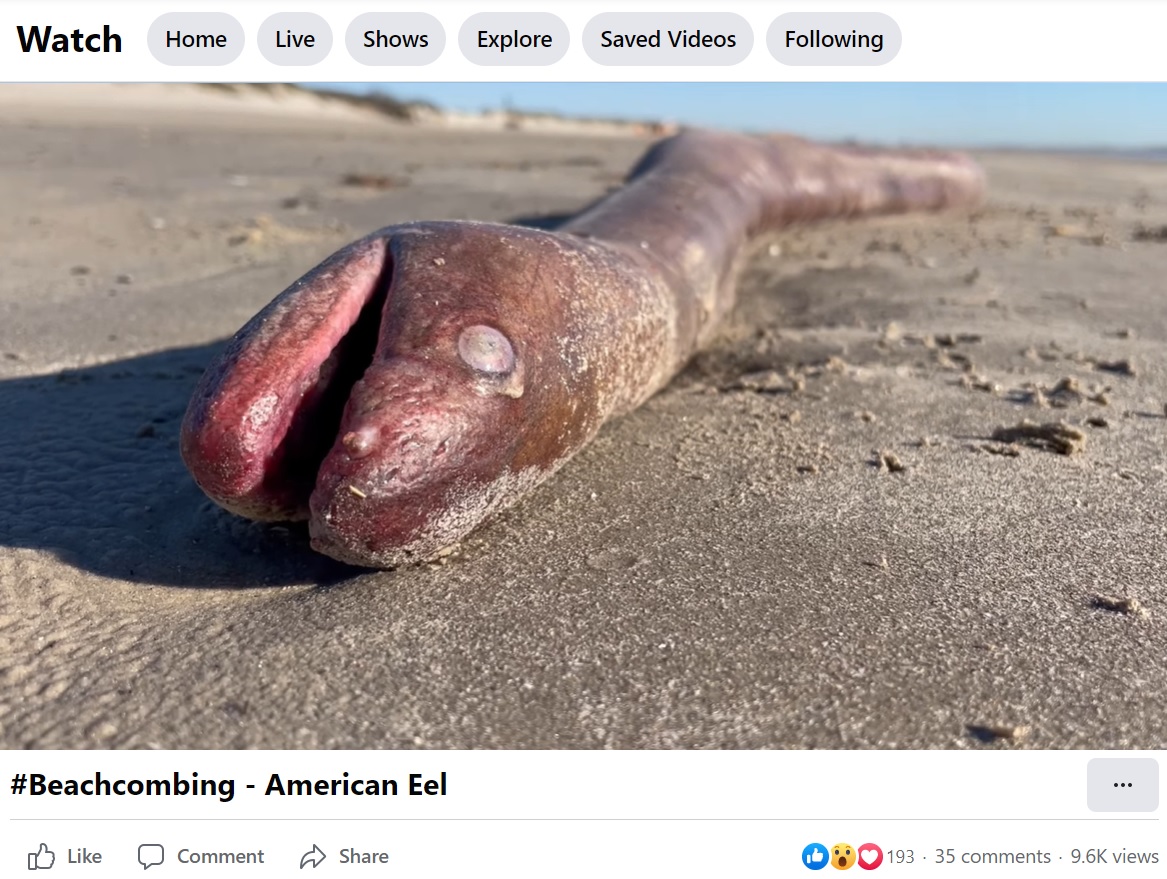絶滅危惧種に指定されているアメリカウナギ（画像は『Mission-Aransas Reserve　2023年1月24日付Facebook「Have you ever seen an American Eel up close」』のスクリーンショット）