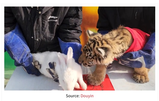 台の上に並べられたウサギとトラ（画像は『MustShareNews　2023年1月23日付「China Zoo Tiger Attacks Rabbit During CNY Ceremony, Bunny Seemingly Survives Scare」（Source: Douyin）』のスクリーンショット）