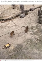 【海外発！Breaking News】動物園の猿、ネズミを叩きのめした後の行動が「あまりにも残酷」（中国）＜動画あり＞