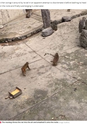 【海外発！Breaking News】動物園の猿、ネズミを叩きのめした後の行動が「あまりにも残酷」（中国）