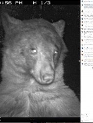 【海外発！Breaking News】野生動物の監視カメラを見つけたクマ、自撮り写真400枚超を残してパークレンジャー爆笑（米）
