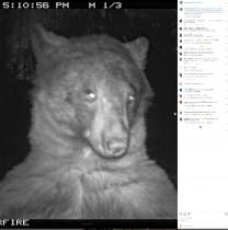 野生動物の監視カメラを見つけたクマ、自撮り写真400枚超を残してパークレンジャー爆笑（米）