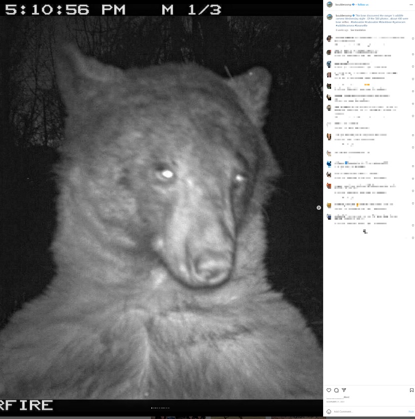 自撮りにはまった（？）クマ（画像は『Open Space and Mountain Parks　2022年11月27日付Instagram「This bear discovered the ranger’s wildlife camera Wednesday night.」』のスクリーンショット）