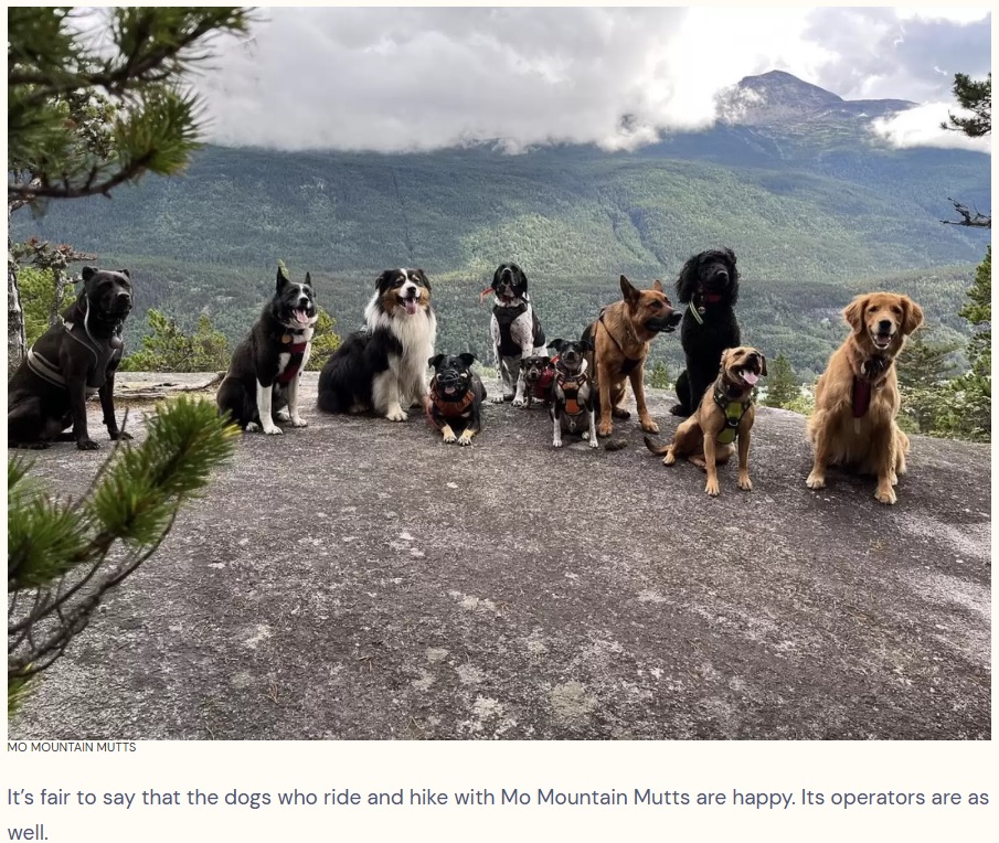 他の犬と一緒に大自然を満喫する犬たち（画像は『The Dodo　2023年1月6日付「People Create A Pup Bus To Take Neighborhood Dogs Out On Little Adventures」（MO MOUNTAIN MUTTS）』のスクリーンショット）