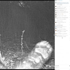 「ハロー！」と挨拶？（画像は『Open Space and Mountain Parks　2022年11月27日付Instagram「This bear discovered the ranger’s wildlife camera Wednesday night.」』のスクリーンショット）