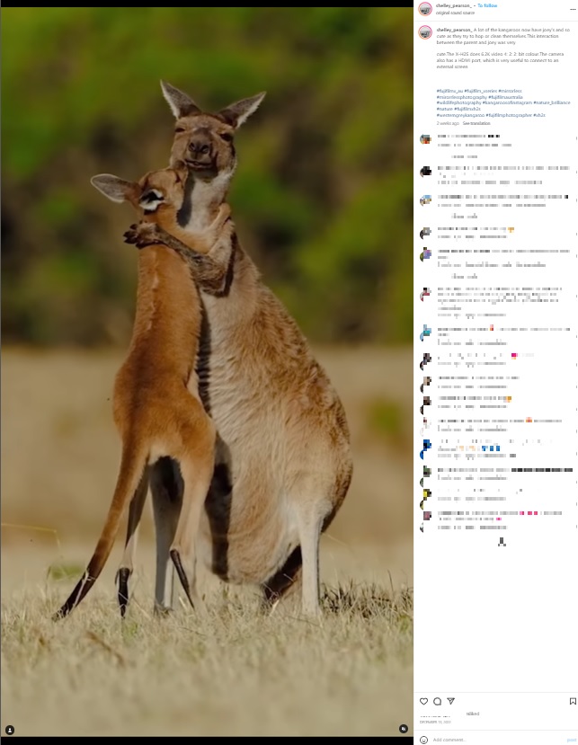 母にキスする子カンガルー（画像は『Bird ＆ Wildlife Photographer | Australia　2022年12月13日付Instagram「A lot of the kangaroos now have joey’s」』のスクリーンショット）