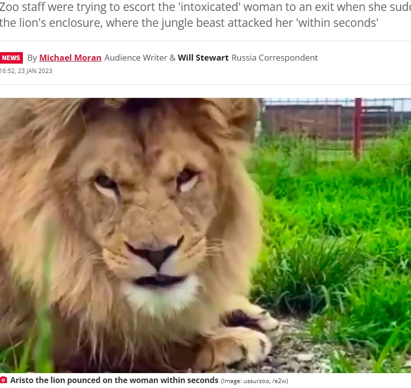 女性を襲った“アリストロ”（画像は『The Daily Star　2023年1月23日付「Drunk woman’s miracle escape as she’s mauled by lion after climbing into zoo enclosure」（Image: ussurzoo, /e2w）』のスクリーンショット）