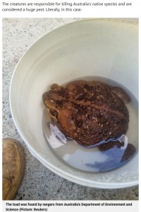 「サッカーボールに脚が生えているみたいだった」と発見した自然保護官は驚いていた（画像は『Metro　2023年1月20日付「Gigantic cane toad nicknamed ‘Toadzilla’ may be a record-breaker」（Picture: Reuters）』のスクリーンショット）