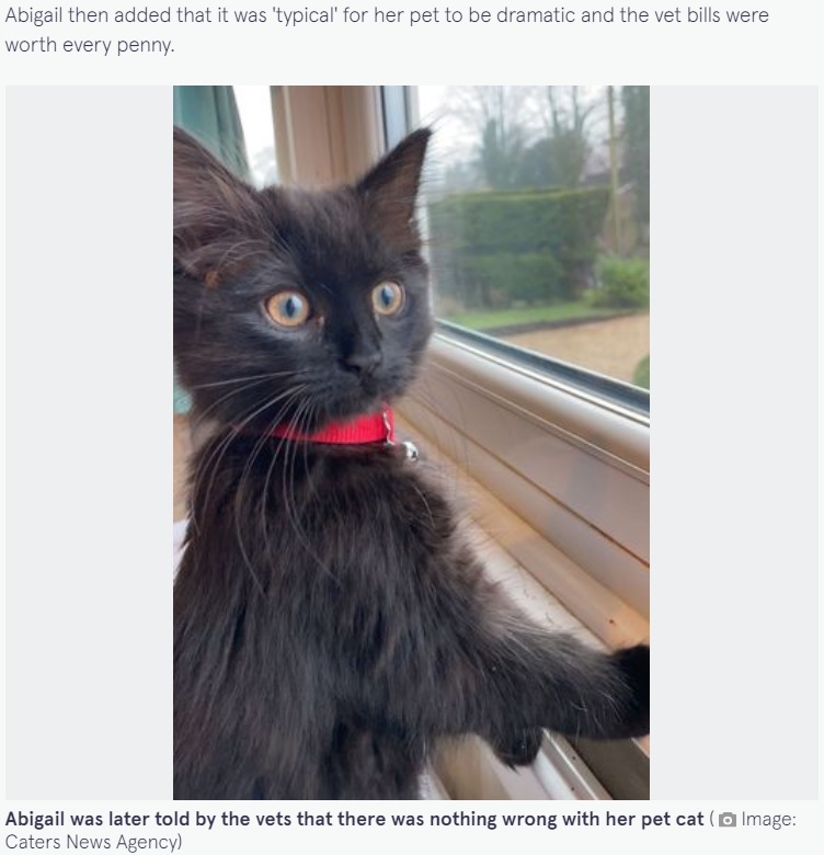 高額な検査費用も何の問題がなかった猫（画像は『The Mirror　2023年1月18日付「Student spends ￡7,000 on vet bills just to find out that she has a ‘weird’ cat」（Image: Caters News Agency）』のスクリーンショット）