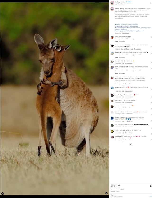 ギュッと抱きしめ合うカンガルーの親子（画像は『Bird ＆ Wildlife Photographer | Australia　2022年12月13日付Instagram「A lot of the kangaroos now have joey’s」』のスクリーンショット）