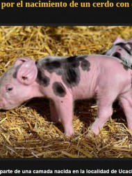 【海外発！Breaking News】鼻2つ、口2つを持つ奇形の豚誕生　農場主は驚愕も「健康状態は良い」（アルゼンチン）＜動画あり＞