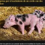 【海外発！Breaking News】鼻2つ、口2つを持つ奇形の豚誕生　農場主は驚愕も「健康状態は良い」（アルゼンチン）＜動画あり＞