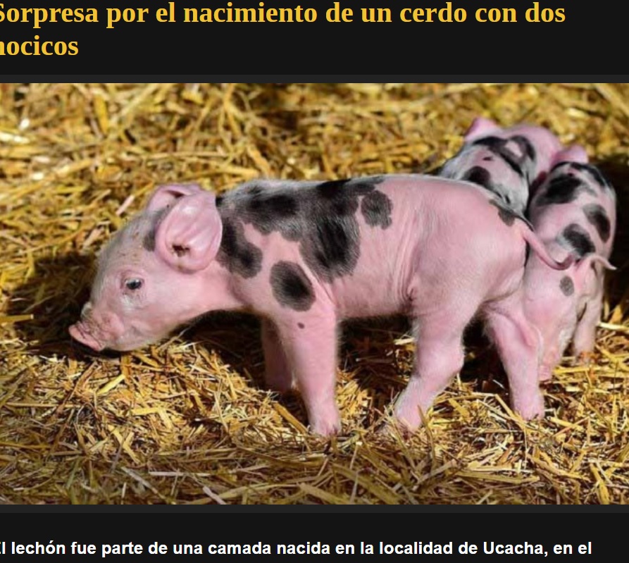 正常な豚の赤ちゃん（画像は『La Ventana San Rafael　2023年1月27日付「Sorpresa por el nacimiento de un cerdo con dos hocicos」』のスクリーンショット）