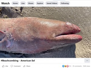 桜鯛のようなピンク色のアメリカウナギ（画像は『Mission-Aransas Reserve　2023年1月24日付Facebook「Have you ever seen an American Eel up close」』のスクリーンショット）
