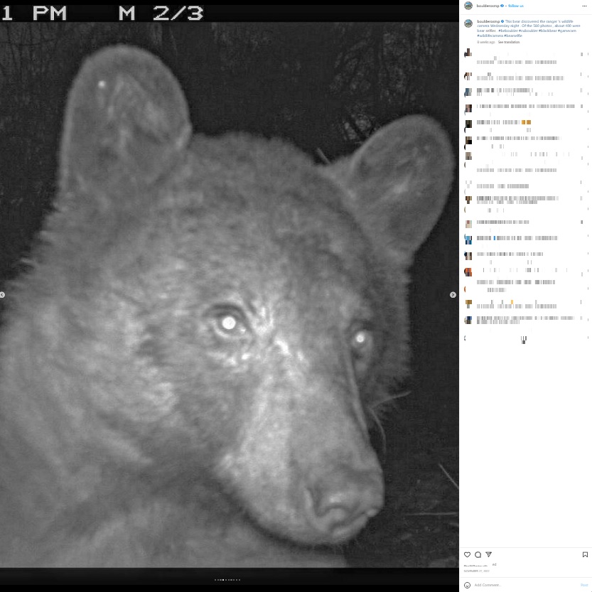 「こんなポーズはどう？」（画像は『Open Space and Mountain Parks　2022年11月27日付Instagram「This bear discovered the ranger’s wildlife camera Wednesday night.」』のスクリーンショット）