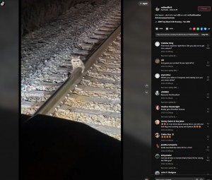 【海外発！Breaking News】寒さで線路に急所がくっついたアライグマ、鉄道職員に救出される（米）＜動画あり＞