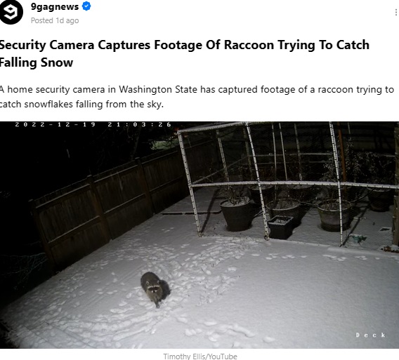 庭に残るアライグマが走り回った跡（画像は『9GAGNews　2023年1月4日付「Security Camera Captures Footage Of Raccoon Trying To Catch Falling Snow」（Timothy Ellis/YouTube）』のスクリーンショット）