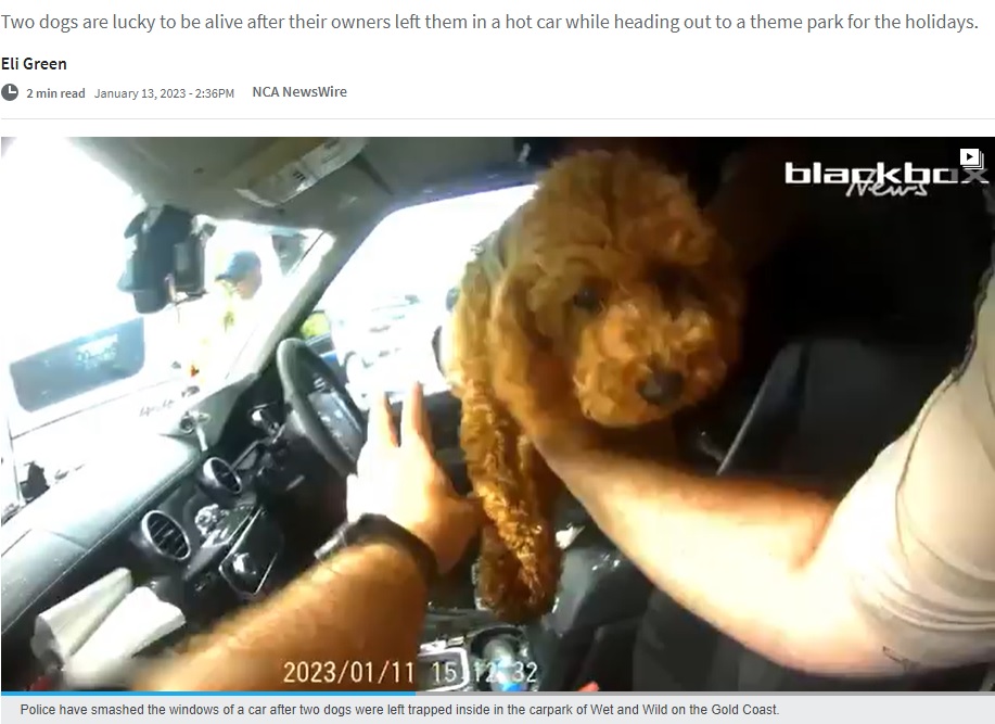 警察官らに車内から救出された犬（画像は『Herald Sun 　2023年1月13日付「Dogs rescued from carpark of Gold Coast’s Wet’n’Wild」』のスクリーンショット）