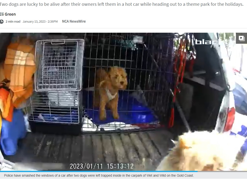 保護された犬（画像は『Herald Sun　2023年1月13日付「Dogs rescued from carpark of Gold Coast’s Wet’n’Wild」』のスクリーンショット）