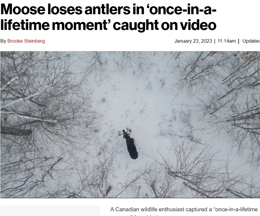 両方の角を落とす直前のヘラジカ（画像は『New York Post　2023年1月23日付「Moose loses antlers in ‘once-in-a-lifetime moment’ caught on video」（Derek Keith Burgoyne via Storyful）』のスクリーンショット）