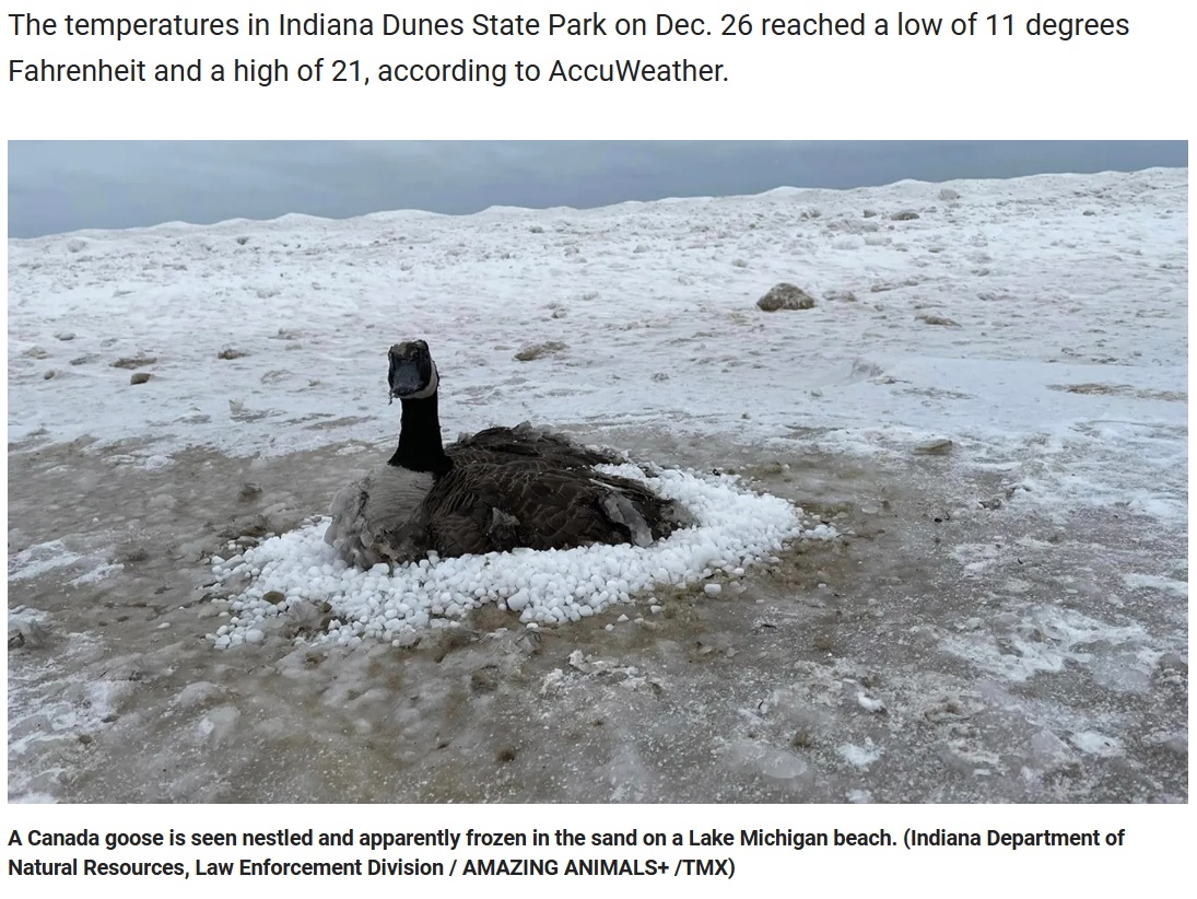 凍った湖で動けなくなってしまった渡り鳥（画像は『Fox News　2023年1月3日付「Indiana firemen rescue goose trapped in frozen sand along Lake Michigan shore」（Indiana Department of Natural Resources, Law Enforcement Division / AMAZING ANIMALS+ /TMX）』のスクリーンショット）