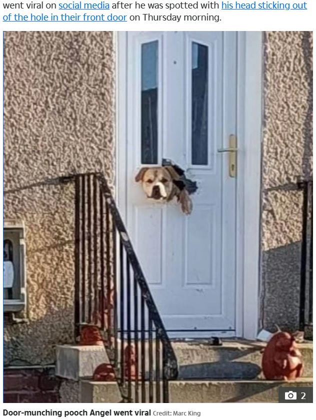 豪快なイタズラをしてしまった犬（画像は『The Scottish Sun　2023年1月27日付「‘BIG SOFTY’ Family landed with ￡300 bill after mischievous dog CHEWS through front door」（Credit: Marc King）』のスクリーンショット）