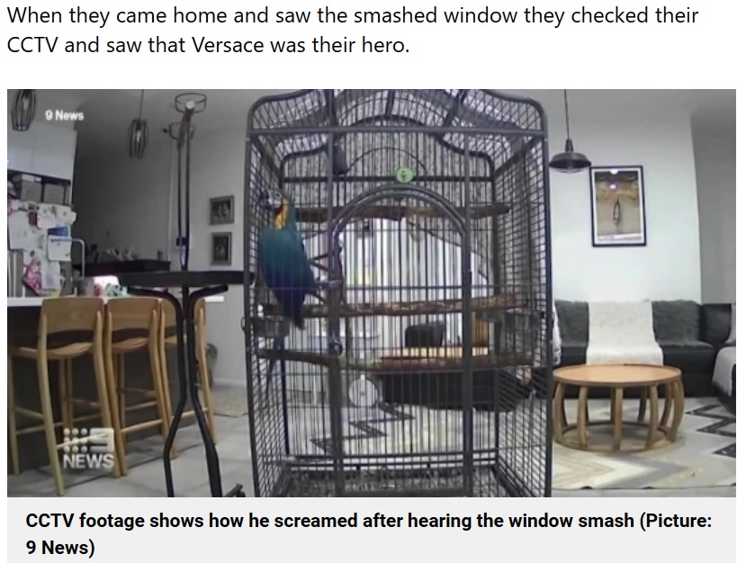 ケージの中で異変を察知したヴェルサーチ（画像は『Metro　2023年1月6日付「Shrieking pet parrot scares off burglars who tried to break into family home」（Picture: 9 News）』のスクリーンショット）
