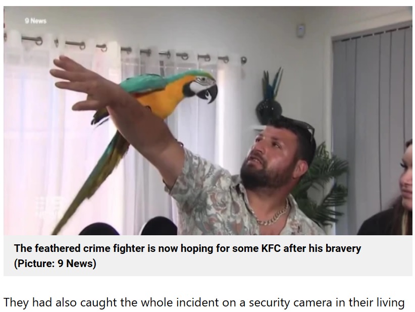 番犬ならぬ“番鳥”になったコンゴウインコ（画像は『Metro　2023年1月6日付「Shrieking pet parrot scares off burglars who tried to break into family home」（Picture: 9 News）』のスクリーンショット）