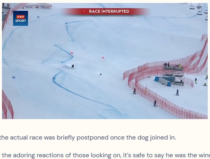 何人ものスタッフが犬を捕まえようとしたが、ことごとく失敗（画像は『The Dodo　2023年1月7日付「Random Dog Unexpectedly ‘Wins’ Downhill Skiing Race」（FACEBOOK/ORF SPORT）』のスクリーンショット）