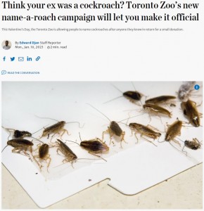 命名したゴキブリを見分けることは難しい（画像は『The Toronto Star　2023年1月16日付「Think your ex was a cockroach? Toronto Zoo’s new name-a-roach campaign will let you make it official」』のスクリーンショット）