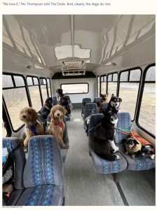 どの犬も車内では行儀よく座席に座っている（画像は『The Dodo　2023年1月6日付「People Create A Pup Bus To Take Neighborhood Dogs Out On Little Adventures」（MO MOUNTAIN MUTTS）』のスクリーンショット）