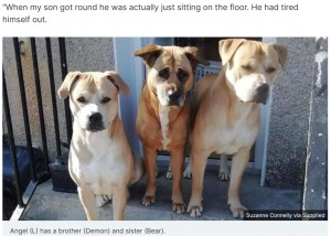 スザンヌさんの愛犬（左から）エンジェル、デーモン、ベアー（画像は『STV News　2023年1月27日付「Family’s ￡300 bill after ‘big softy’ dog chews through front door」（Suzanne Connelly via Supplied）』のスクリーンショット）