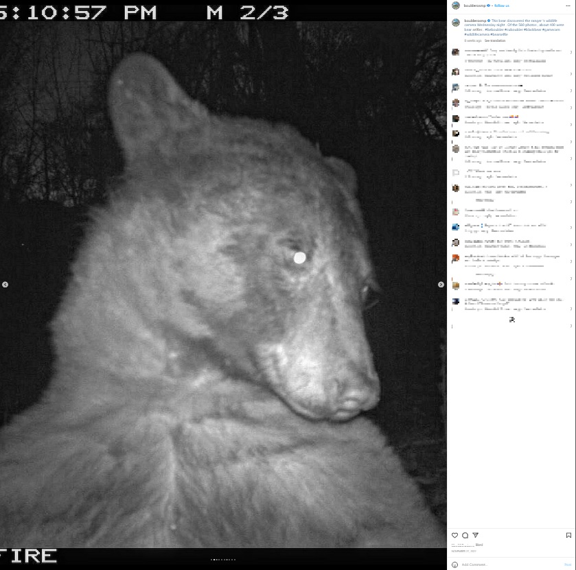 デートアプリ「ティンダー」のプロフィール写真に使えそう？（画像は『Open Space and Mountain Parks　2022年11月27日付Instagram「This bear discovered the ranger’s wildlife camera Wednesday night.」』のスクリーンショット）