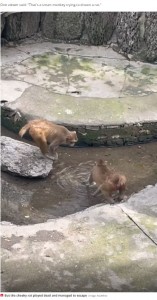 あまりにも残酷な猿を見つめる仲間（画像は『The Daily Star　2023年1月5日付「Bloodthirsty monkeys bash rat against rocks for stealing food before trying to drown it」（Image: AsiaWire）』のスクリーンショット）
