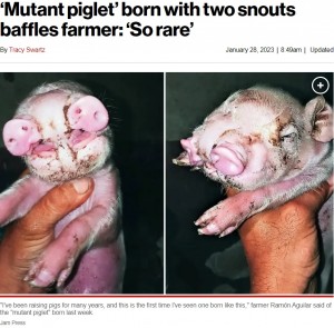 鼻と口が2つずつある子豚（画像は『New York Post　2023年1月28日付「‘Mutant piglet’ born with two snouts baffles farmer: ‘So rare’」（Jam Press）』のスクリーンショット）