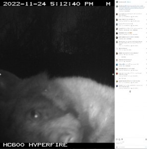 カメラに興味津々のクマ（画像は『Open Space and Mountain Parks　2022年11月27日付Instagram「This bear discovered the ranger’s wildlife camera Wednesday night.」』のスクリーンショット）