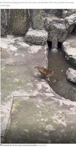 捕まえたネズミを水の中に沈める猿（画像は『The Daily Star　2023年1月5日付「Bloodthirsty monkeys bash rat against rocks for stealing food before trying to drown it」（Image: AsiaWire）』のスクリーンショット）
