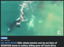 【海外発！Breaking News】シャチに肝臓を奪われたサメ17頭の死骸が浜辺に打ち上げられる（南ア）＜動画あり＞