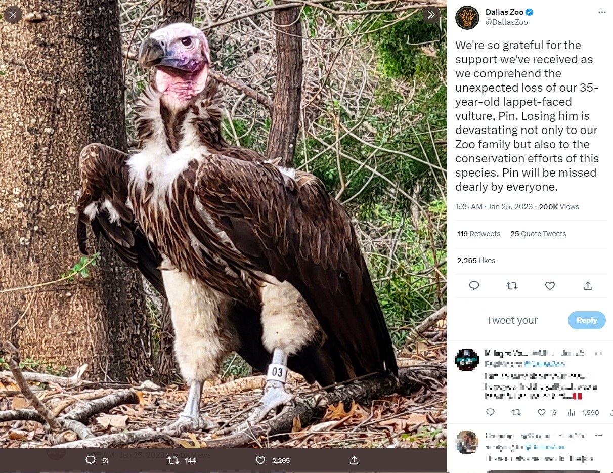 死んでいるのが発見されたミミヒダハゲワシ（画像は『Dallas Zoo　2023年1月25日付Twitter「We’re so grateful for the support we’ve received as we comprehend the unexpected loss of our 35-year-old lappet-faced vulture,」』のスクリーンショット）
