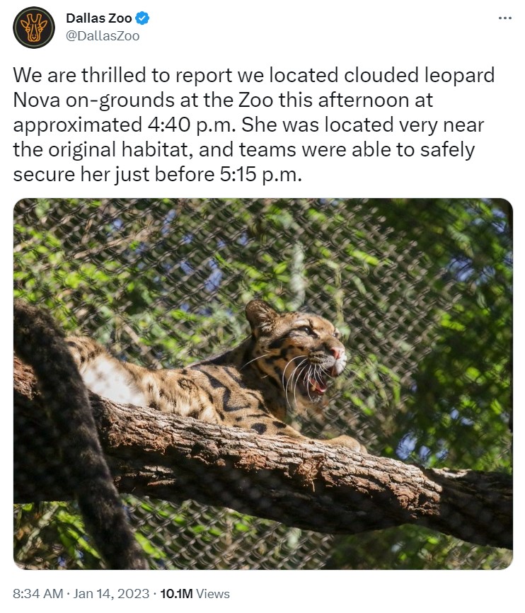一時行方不明になっていたウンピョウ（画像は『Dallas Zoo　2023年1月14日付Twitter「We are thrilled to report we located clouded leopard Nova on-grounds at the Zoo this afternoon at approximated 4:40 p.m.」』のスクリーンショット）