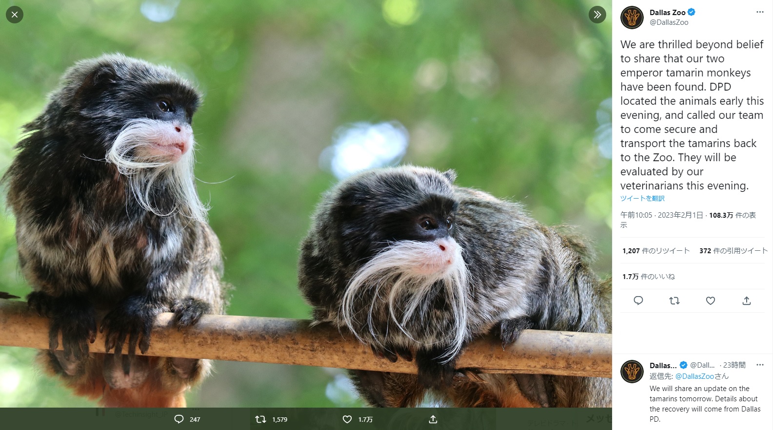 何者かに連れ去られていた2匹のサル（画像は『Dallas Zoo　2023年1月31日付Twitter「We are thrilled beyond belief to share that our two emperor tamarin monkeys have been found.」』のスクリーンショット）