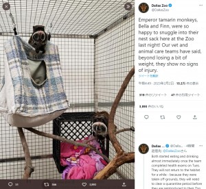 動物園に無事戻ってきた2匹のエンペラータマリン（画像は『Dallas Zoo　2023年2月1日付Twitter「Emperor tamarin monkeys, Bella and Finn, were so happy to snuggle into their nest sack here at the Zoo last night!」』のスクリーンショット）