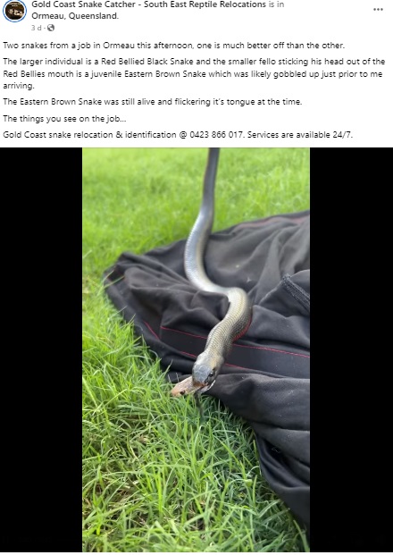 アカハラクロヘビの口から顔を覗かせたのは…（画像は『Gold Coast Snake Catcher - South East Reptile Relocations　2023年2月6日付Facebook「Two snakes from a job in Ormeau this afternoon, one is much better off than the other.」』のスクリーンショット）