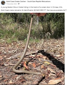 猛毒を持つイースタンブラウンスネーク（画像は『Gold Coast Snake Catcher - South East Reptile Relocations　2022年12月7日付Facebook「A young Eastern Brown Snake hiding in the tracks of a screen door in Ormeau Hills.」』のスクリーンショット）