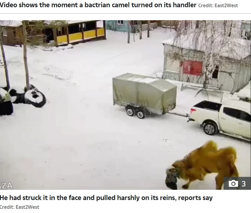 ラクダに頭突きされる男（画像は『The Sun　2023年1月23日付「CAMEL HORROR Furious camel bites and tramples to death handler who ‘struck beast in the face’ at kids’ holiday camp」（Credit: East2West）』のスクリーンショット）