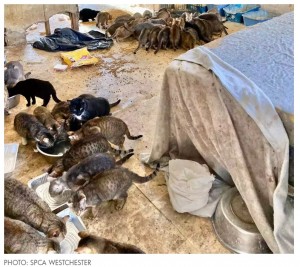 室内の環境は劣悪でほとんどの猫の健康状態が悪かった（画像は『People.com　2023年2月3日付「N.Y. Cops Find Man and Woman Dead in ‘Dilapidated’ Home with 150 Cats Inside: ‘Absolutely Horrific’」（PHOTO: SPCA WESTCHESTER）』のスクリーンショット）