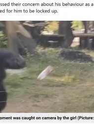 【海外発！Breaking News】囲いの外にペットボトルを投げた動物園のチンパンジー　撮影者の顔にクリーンヒット（中国）＜動画あり＞