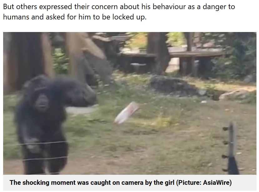 カメラに向かって勢いよくペットボトルを投げつけるチンパンジー（画像は『Metro　2023年1月31日付「Watch ape launch water bottle at young girl after she tried to video him」（Picture: AsiaWire）』のスクリーンショット）