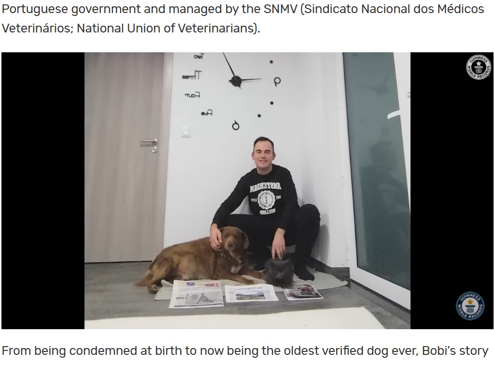 リードに繋がれることなくのんびりとした環境で育った（画像は『Guinness World Records　2023年2月2日付「Oldest dog EVER record broken by 30-year-old Bobi from Portugal」』のスクリーンショット）