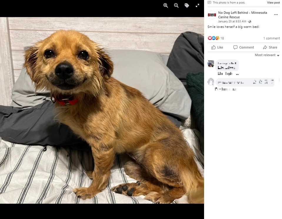 笑顔が可愛い“スマイル”（画像は『No Dog Left Behind - Minnesota Canine Rescue　2023年1月25日付Facebook「Smile loves herself a big warm bed!」』のスクリーンショット